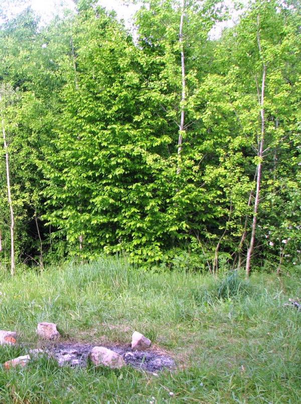Бахматівці з panoramio.com - Bakhmativtsi