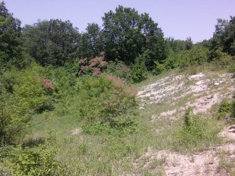 Залісся з panoramio.com - Залісся