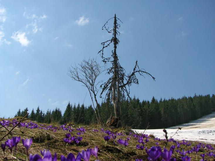 Стебний з panoramio.com - Стебний