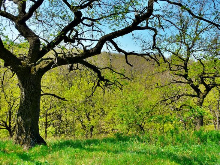 Алмазна з panoramio.com - Almazna