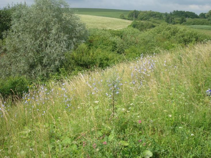 Шаровечка з panoramio.com - Sharovechka