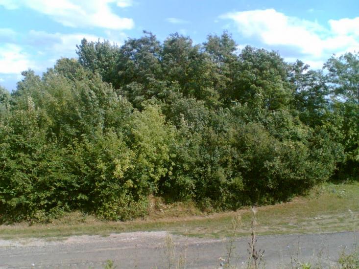 Сінне з panoramio.com - Сінне