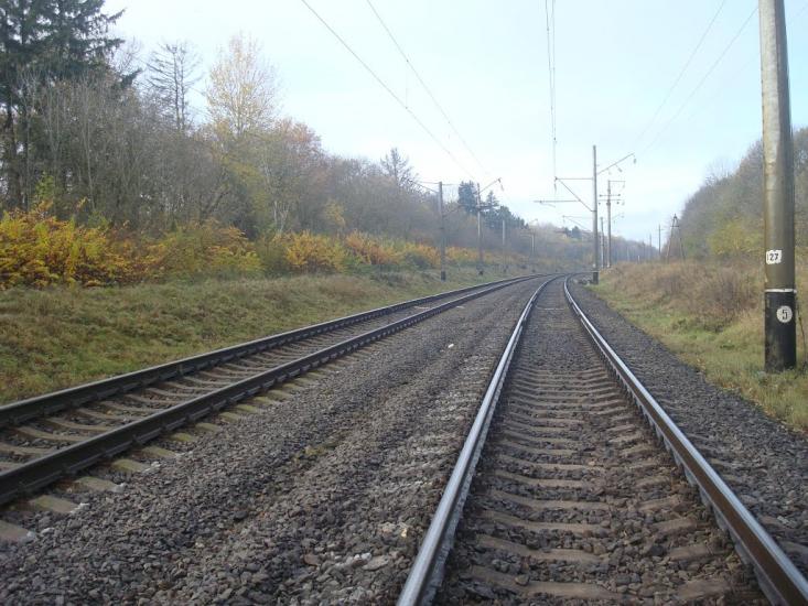 Рідкодуби з panoramio.com - Редкодубы