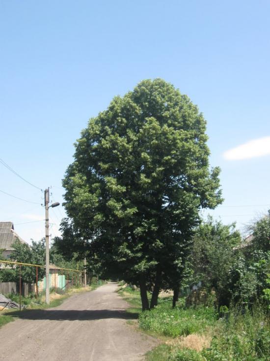 Врубівський з panoramio.com - Врубівський