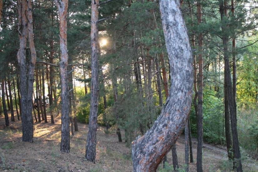 Новокомсомольське з panoramio.com - Новокомсомольское