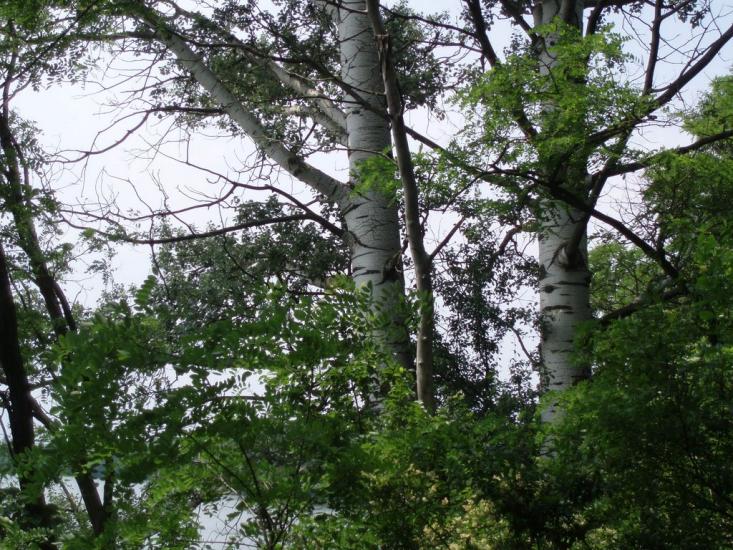 Комісарівка з panoramio.com - Комісарівка