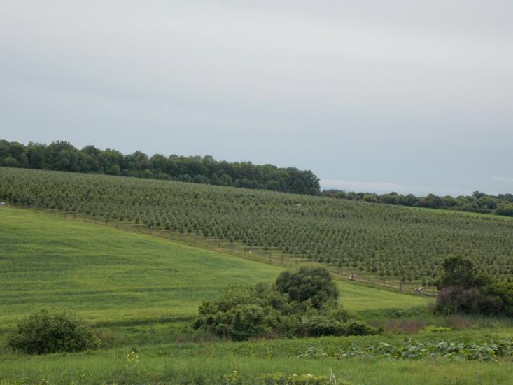Млинки з panoramio.com - Млынки