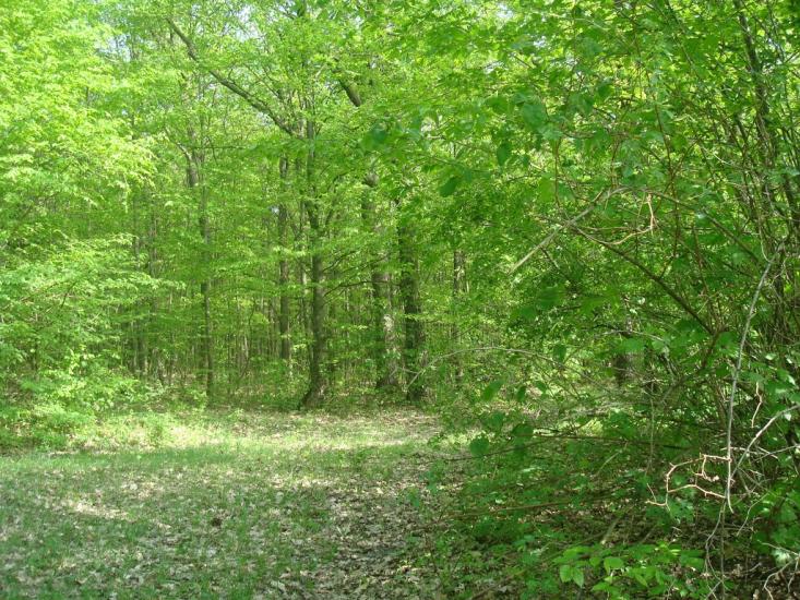 Маціорськ з panoramio.com - Маціорськ