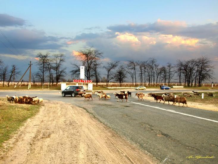 Шабо з panoramio.com - Shabo