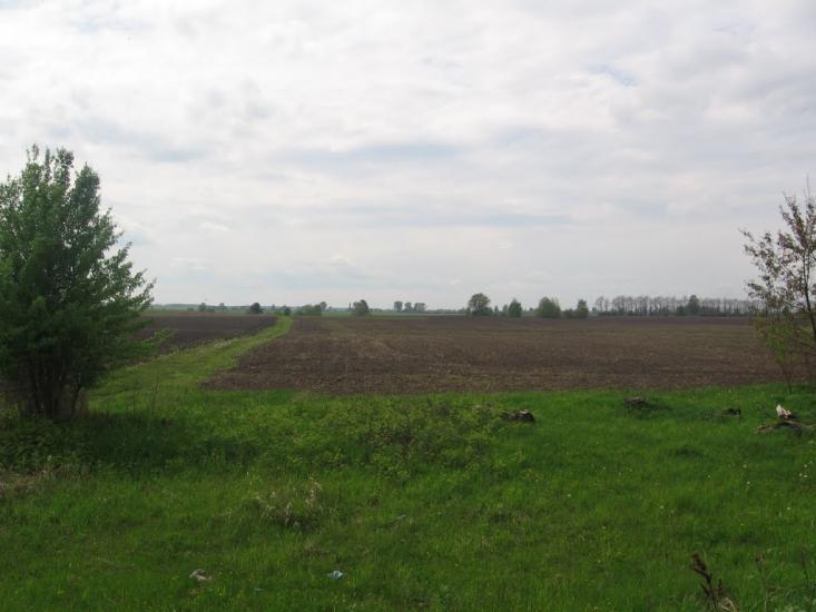 Товстоліс з panoramio.com - Толстолес