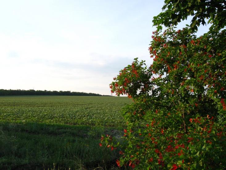 Біленьке з panoramio.com - Біленьке