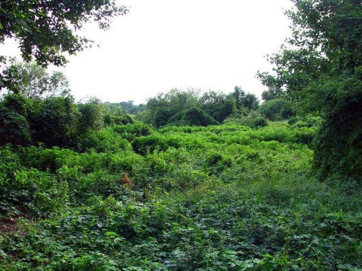 Журавка з panoramio.com - Журавка