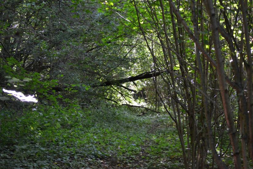 Грабовське з panoramio.com - Грабовское