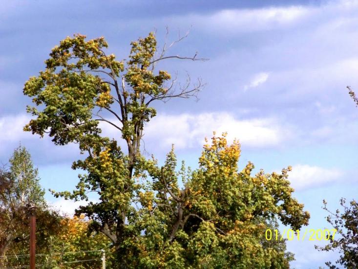 Пулемець з panoramio.com - Пулемець