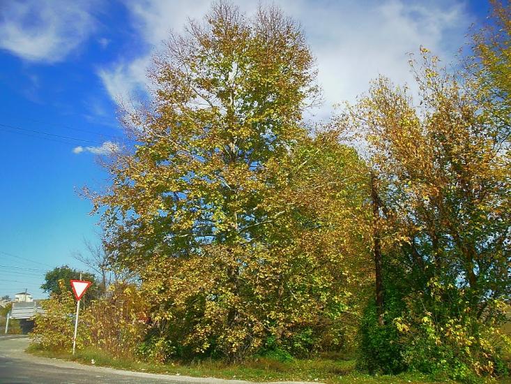 Дачне з panoramio.com - Дачное