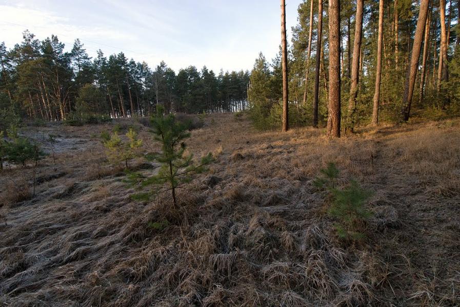 Новий Кривин з panoramio.com - Новий Кривин