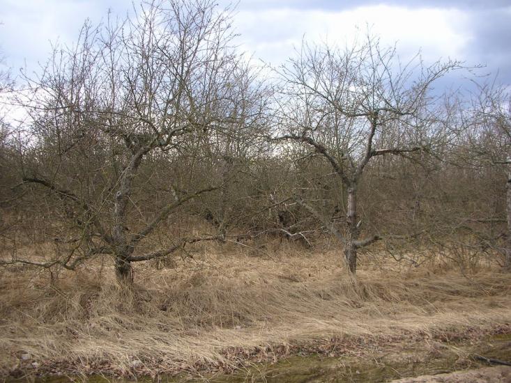 Петрівське з panoramio.com - Петрівське