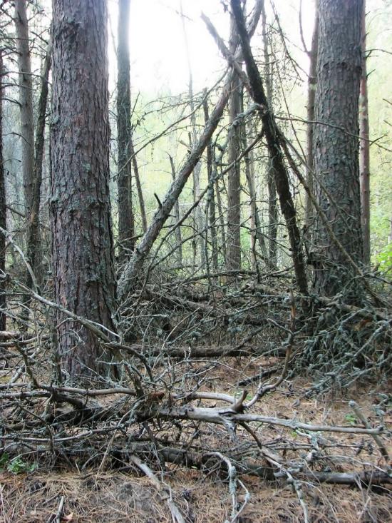 Славутич з panoramio.com - Славутич