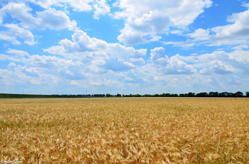 Дачне з panoramio.com - Dachne