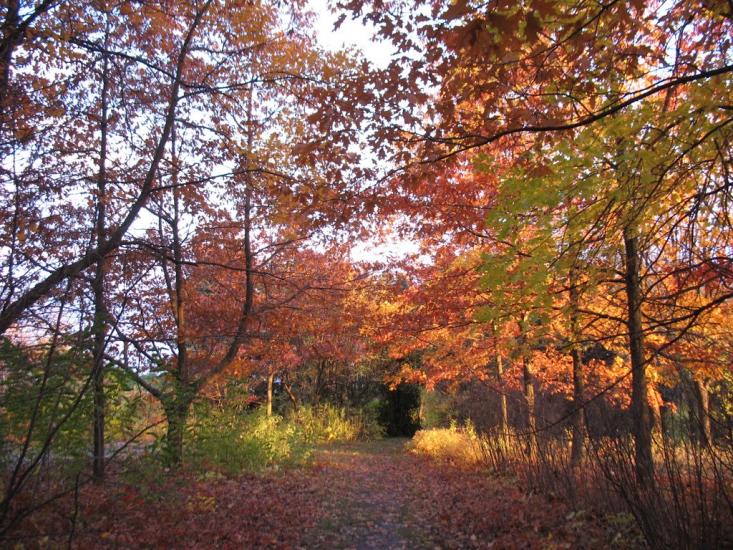 Рогань з panoramio.com - Рогань