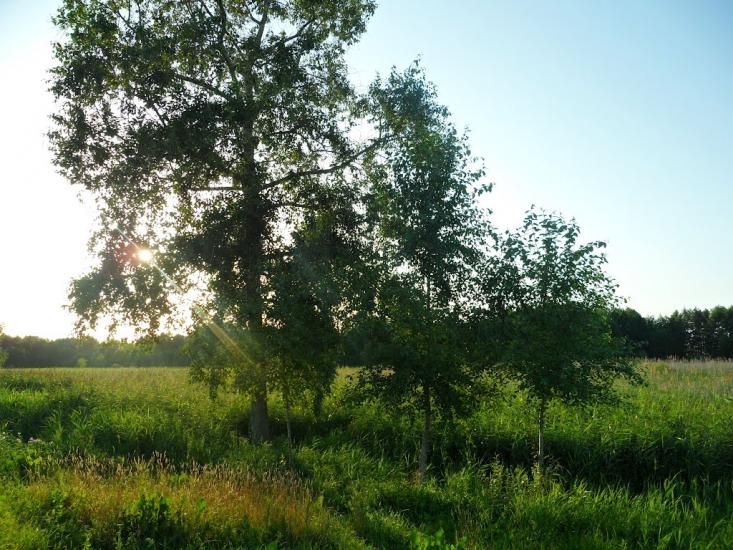 Сніжна з panoramio.com - Сніжна