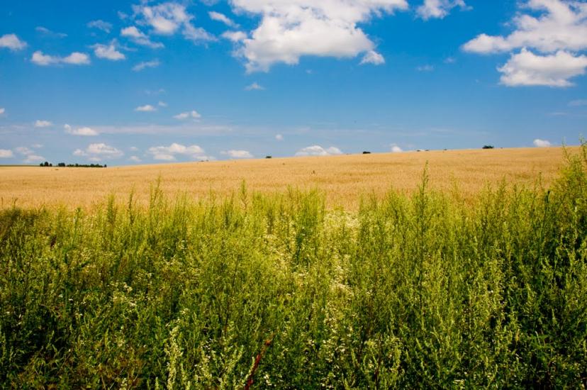 Великий Карабчіїв з panoramio.com - Великий Карабчіїв