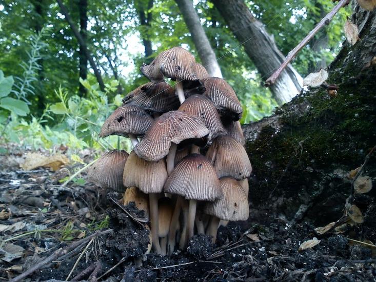 Луб'янка з panoramio.com - Луб'янка