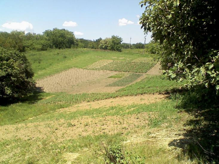 Григорівка з panoramio.com - Григоровка