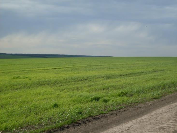 Куна з panoramio.com - Kuna