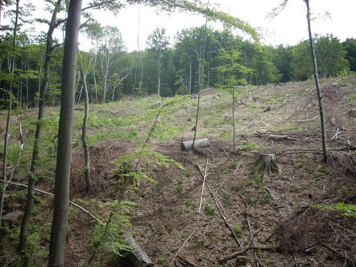 Кам'яниця з panoramio.com - Кам'яниця