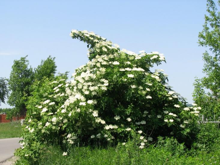 Циркуни з panoramio.com - Циркуны