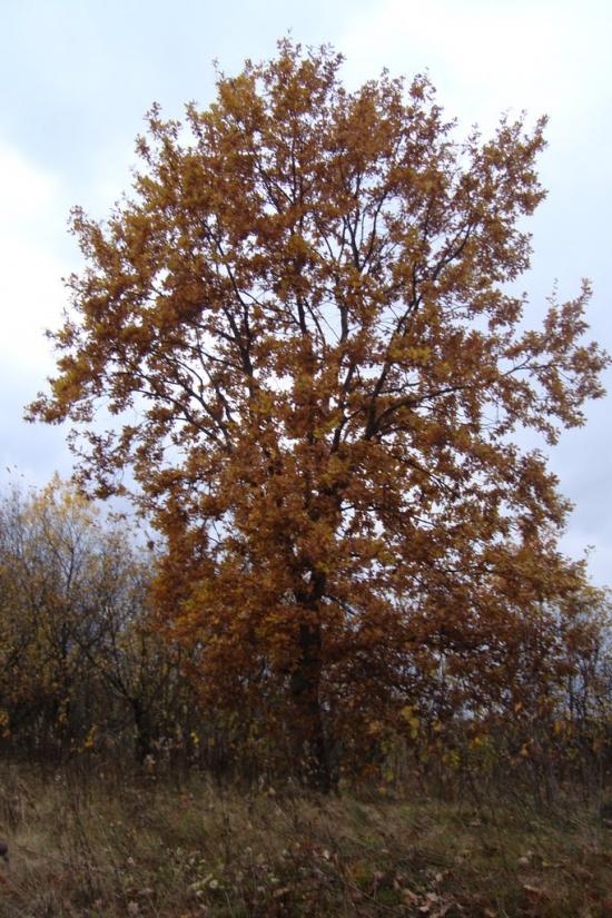 Ценява з panoramio.com - Ценява