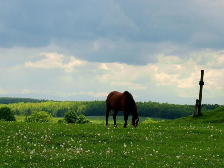 Крилос з panoramio.com - Крылос