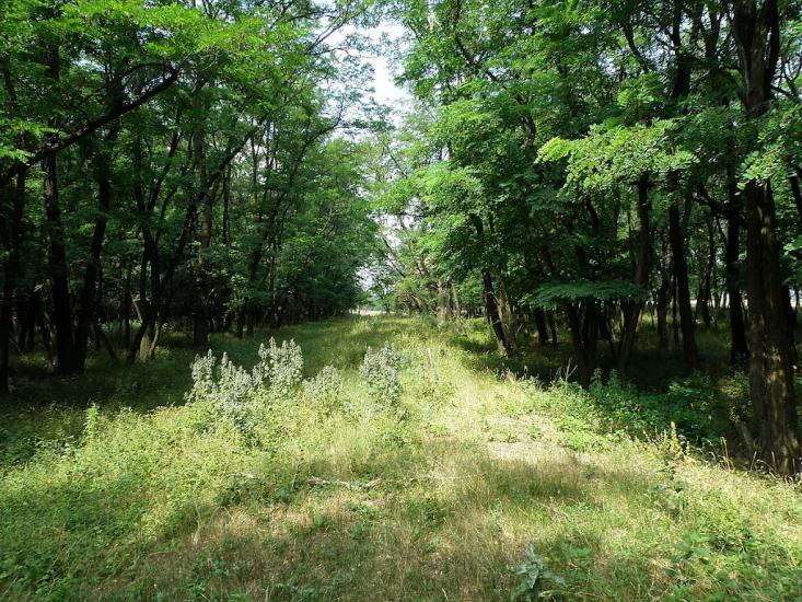 Княгинівка з panoramio.com - Княгиневка