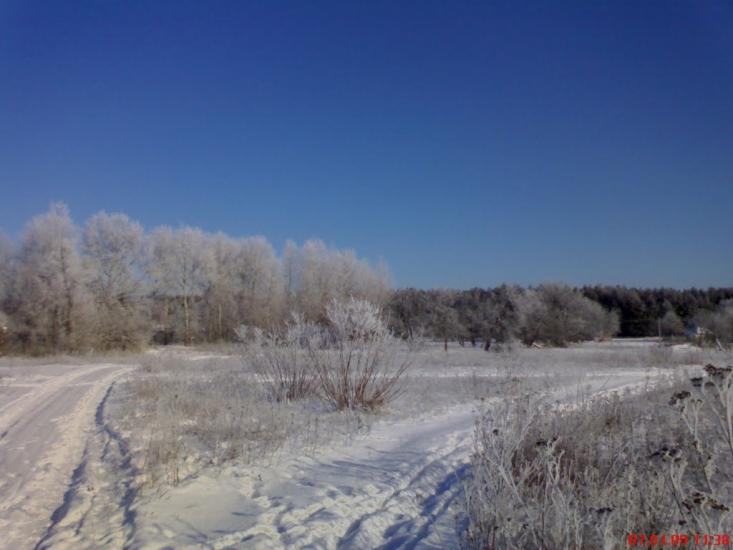 Кустолові Кущі з panoramio.com - Кустолові Кущі