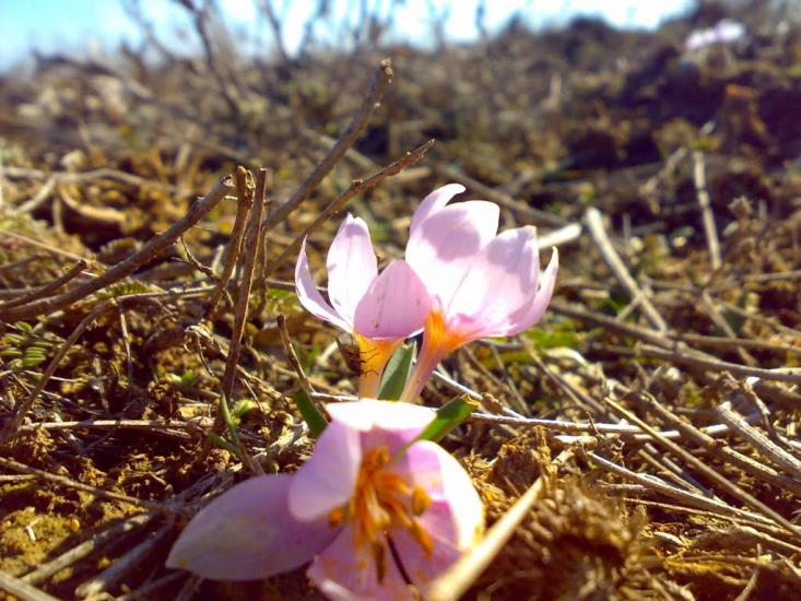 Жовтокам'янка з panoramio.com - Желтокаменка