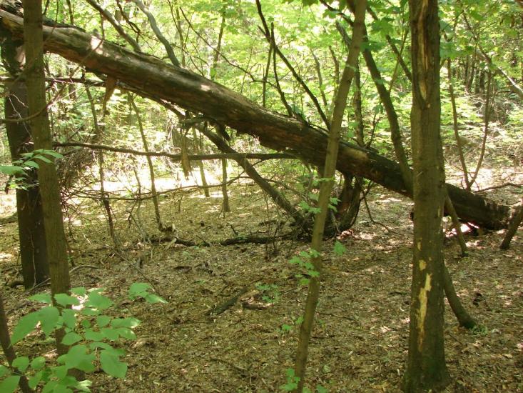 Новий Донбас з panoramio.com - Новий Донбас