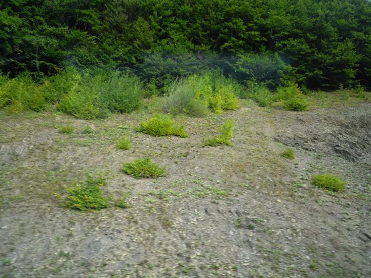 Абранка з panoramio.com - Абранка