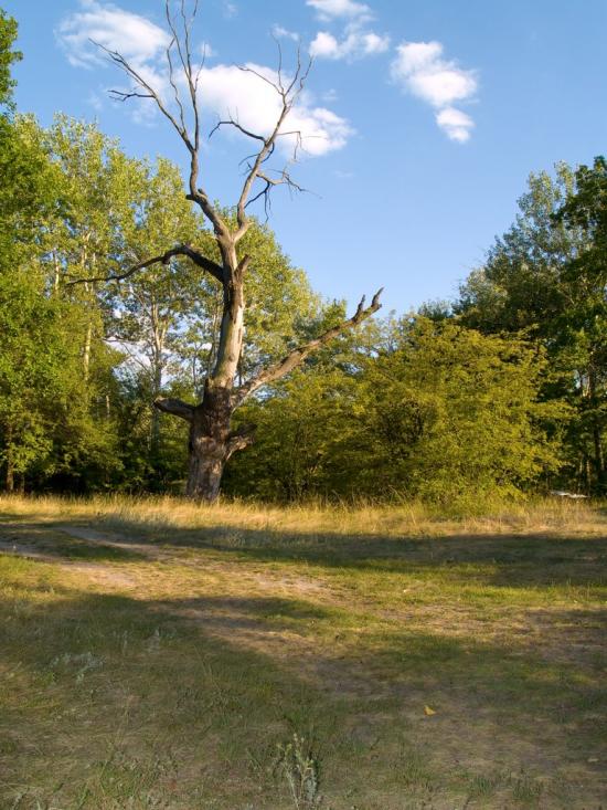 Нижнє з panoramio.com - Nyzhnye