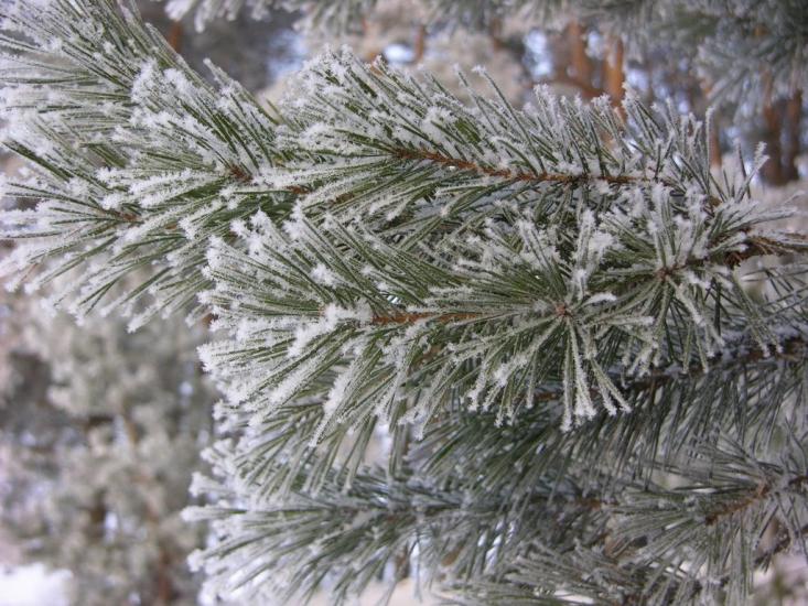 Крейдянка з panoramio.com - Крейдянка