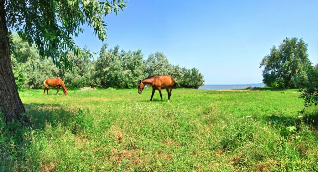 Шабо з panoramio.com - Shabo