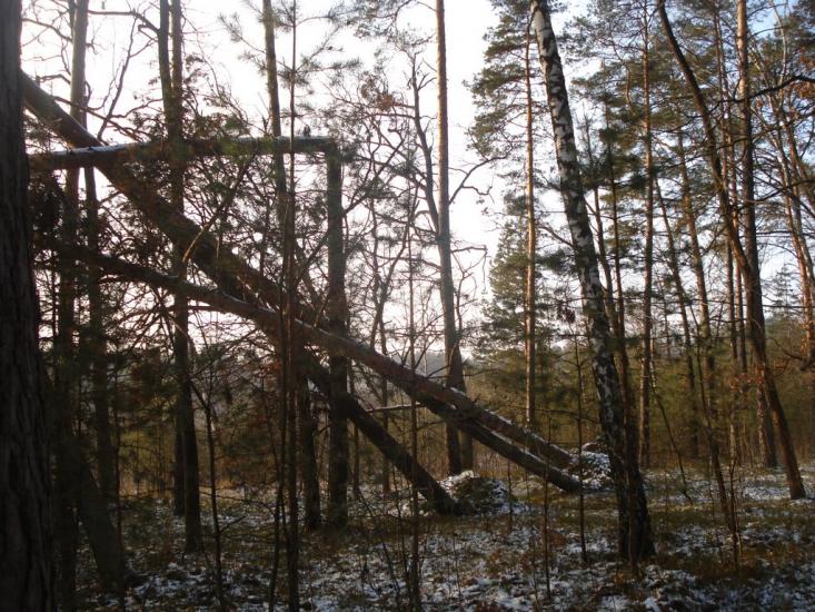 Дідовичі з panoramio.com - Дедовичи