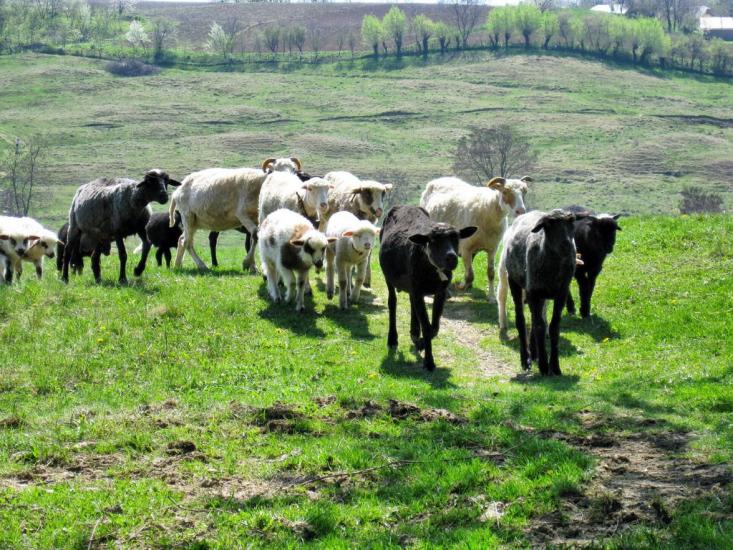 Михальча з panoramio.com - Михальча