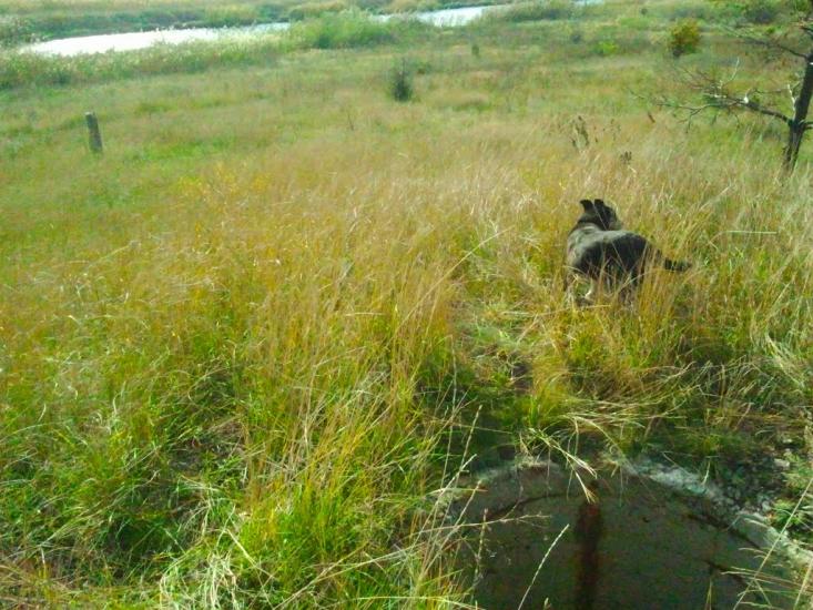 Успенівка з panoramio.com - Успенівка