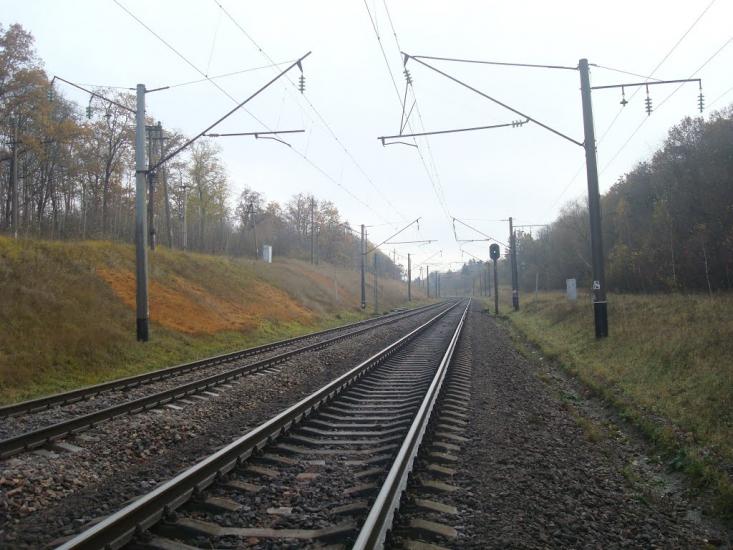 Рідкодуби з panoramio.com - Рідкодуби