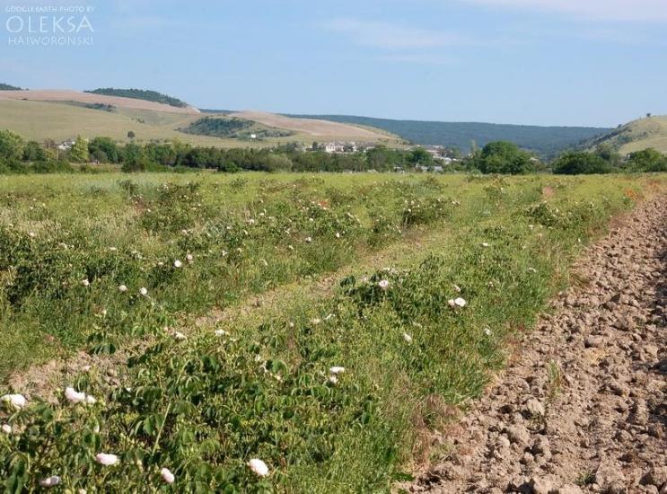 Тургенєвка з panoramio.com - Тургенєвка