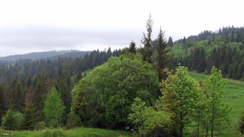 Пилипець з panoramio.com - Пилипец