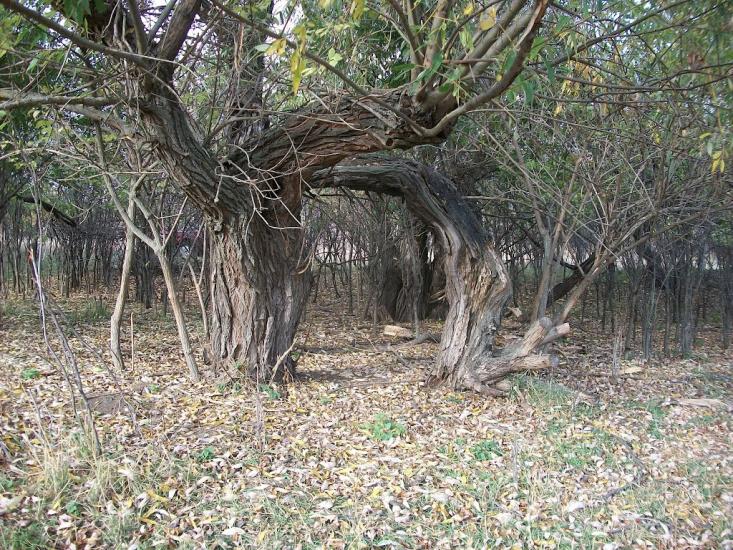 Каплани з panoramio.com - Каплани