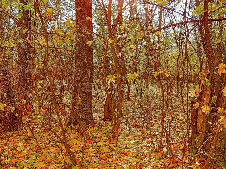Нижня Кринка з panoramio.com - Нижняя Крынка