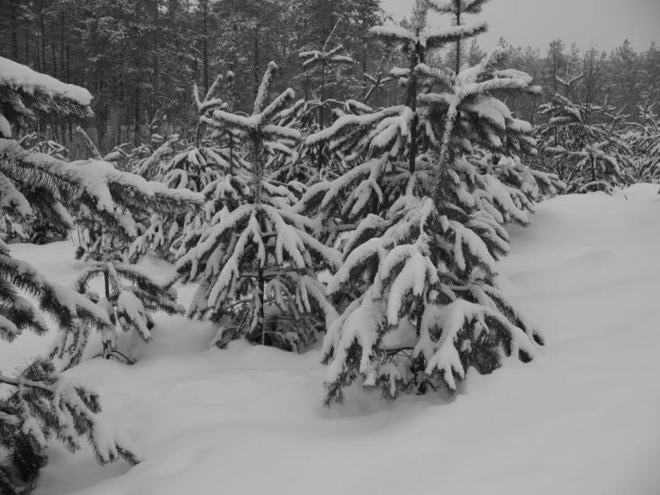 Зазим'я з panoramio.com - Zazymya